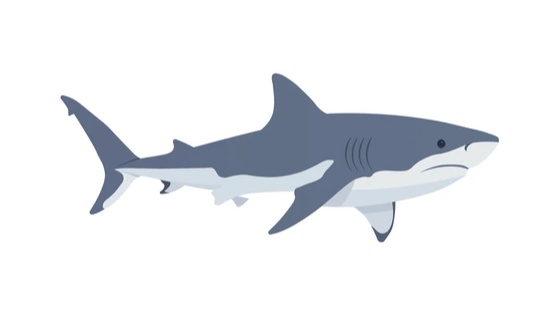 Animation Sharks Studio - Animation Services & Animated Explainer Video